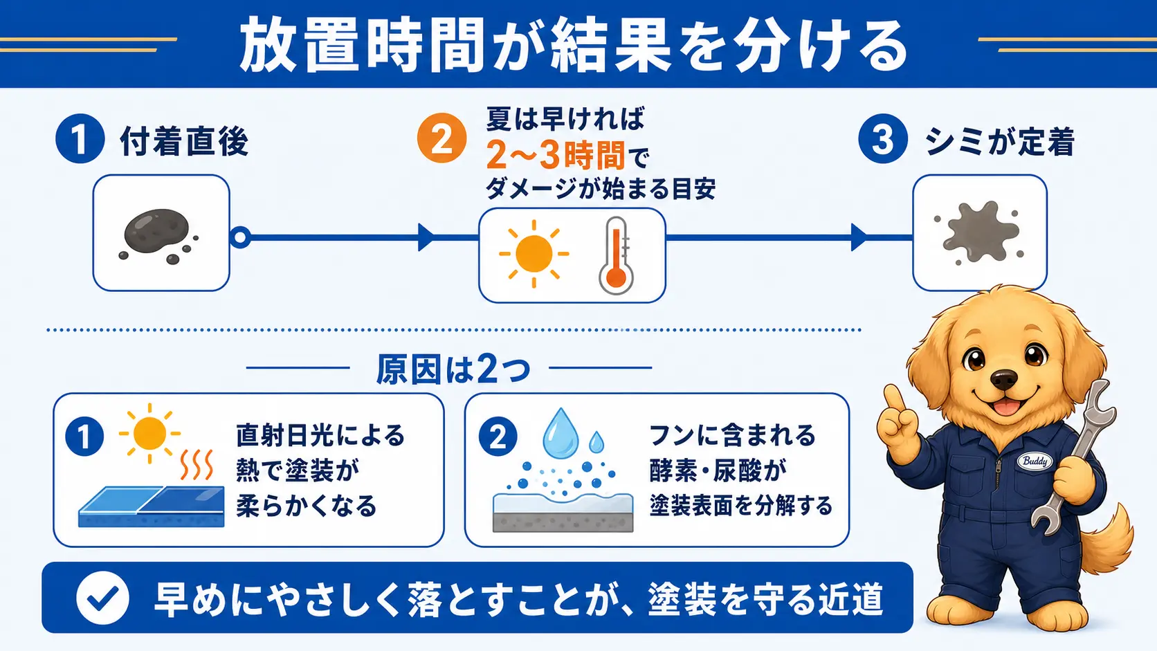 鳥のフンを放置した場合に塗装がシミになるまでの時間経過として夏は早ければ2〜3時間からダメージが始まる目安を示し、直射日光による熱と成分の酵素分解が原因であることを示したタイムライン図